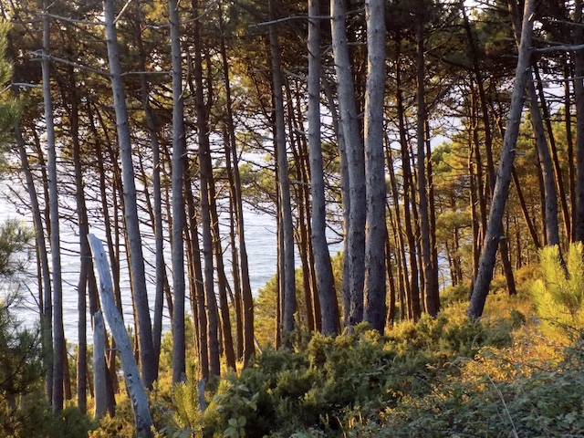 Pinar y sendero entre árboles