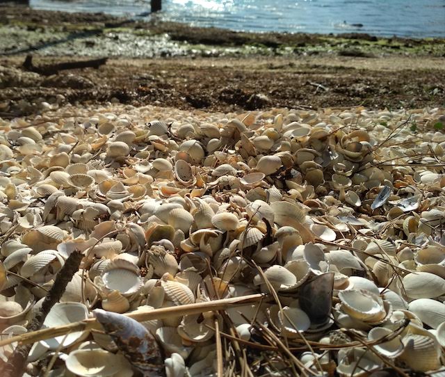 ria arousa