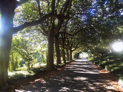 Paseo arbolado en un jardín histórico