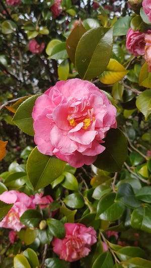 Camelia rosa entre hojas verdes