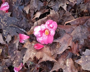 Camelia rosa caída entre las hojas