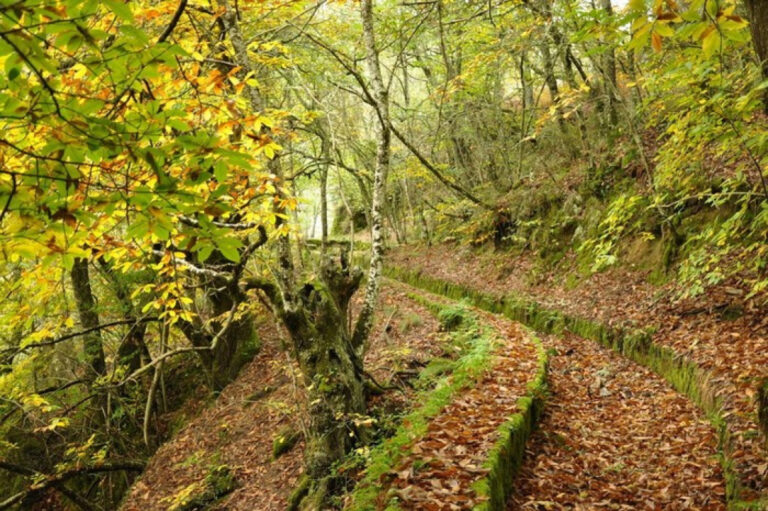 Sendero entre árboles en el cañón del río Mao