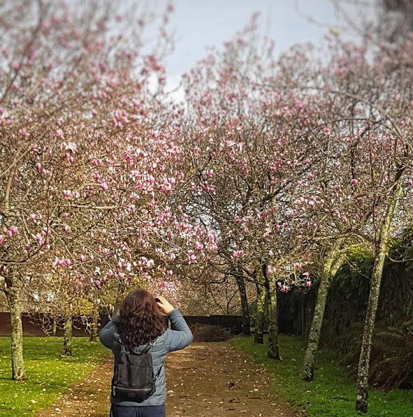 Árboles en flor en un parque